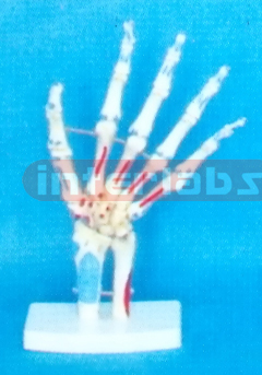 BIG ARM JOINT - MUSCLE LIGAMENT PAINTED MODEL